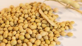 Учёные Вавиловского университета создали новые сорта масличных культур